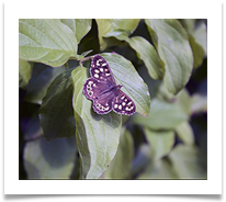 BUTTERFLY - Jan Hodson